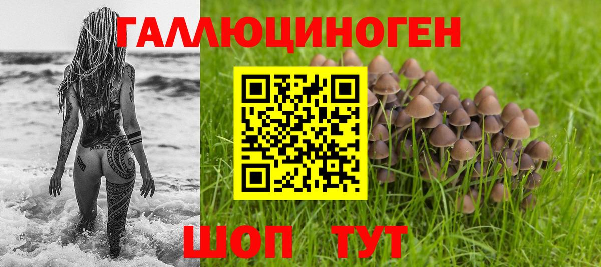 Псилоцибиновые грибы Psilocybe Гурьевск